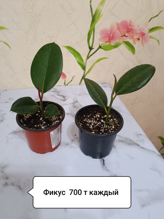 Для выпечки тортов,