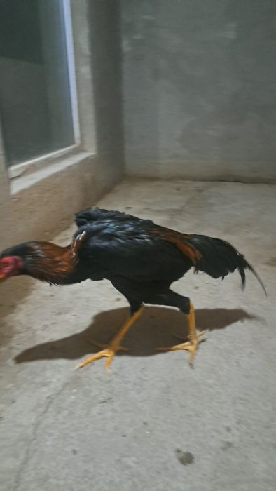 Бойцовый петухи дакан