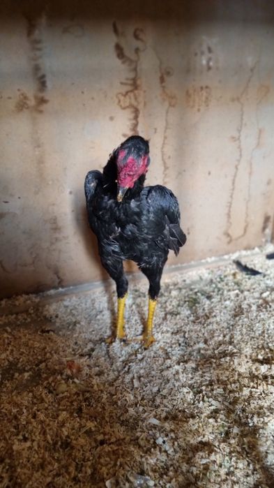 Zoti garantiya xurozimiz oyiniga zur