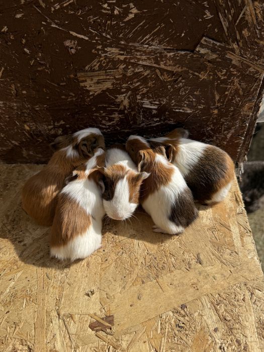 Vand porcusori de guineea