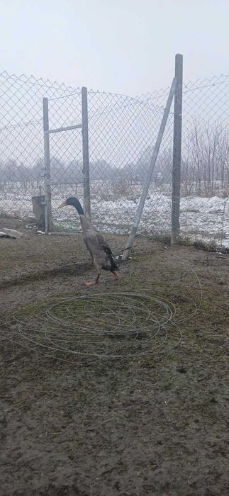 Schimb 2 ratoi indieni