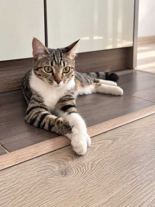 Ласковая кошечка, 5мес