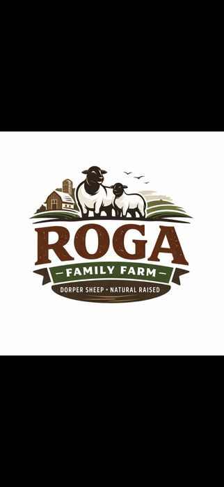 Berbecuti pt Rotisare Rasa Dorper grasi si buni