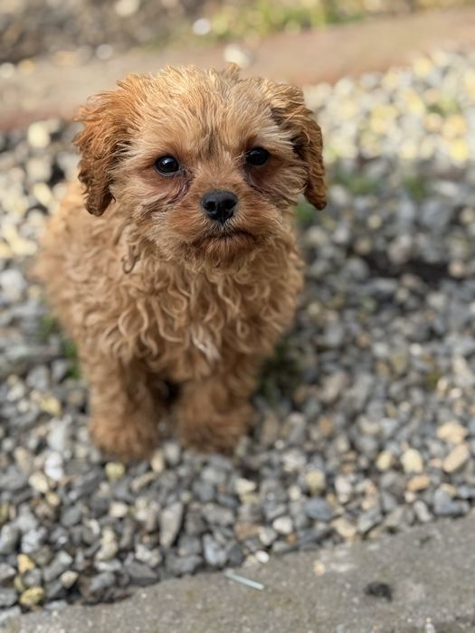 Vand baietel Cavapoo F1