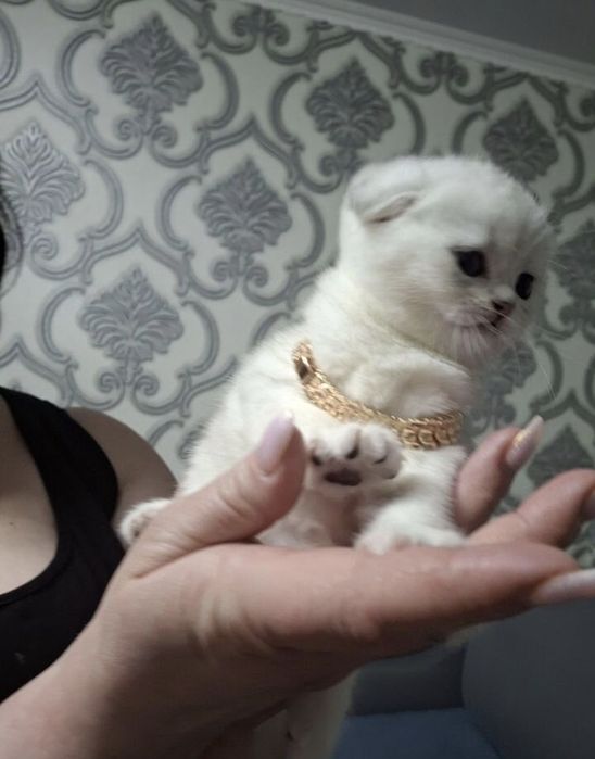 Шотландские котята