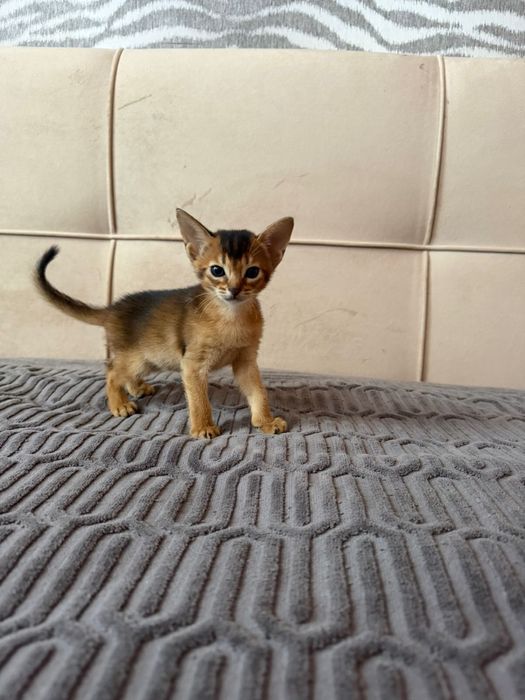 Абиссинские котята