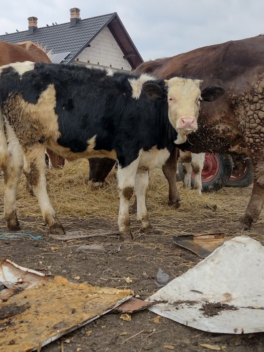 Vand vitel si vitica