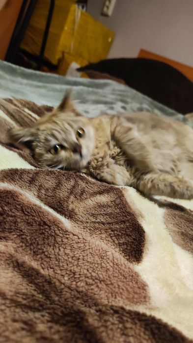 Отдам кошечку в хорошие руки