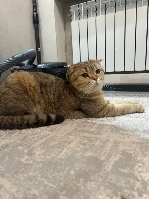 Продается кошка