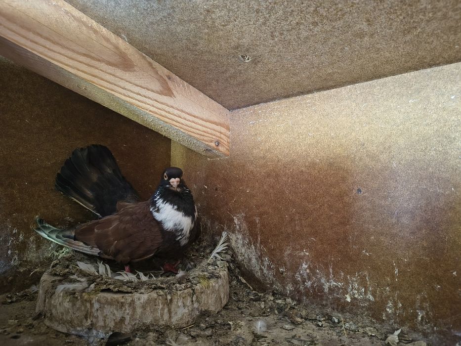 Vand porumbei  curcani voltati