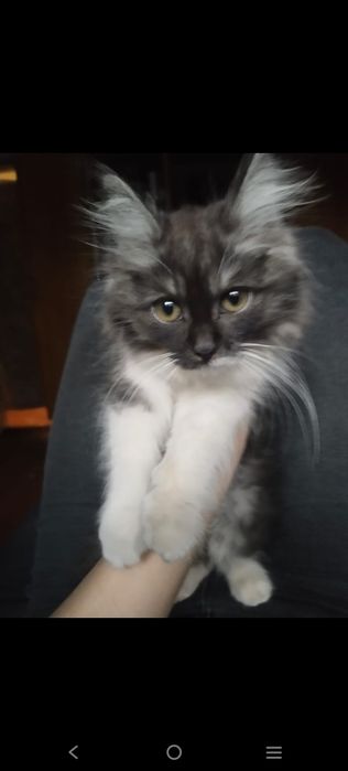 Потерялся котенок девочка