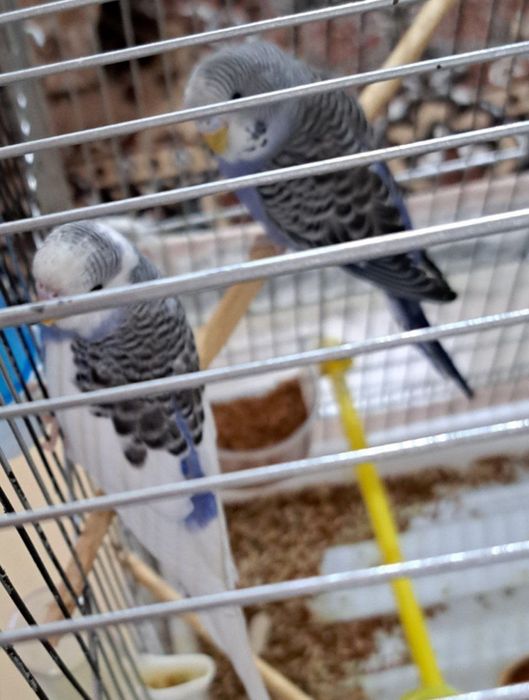 Попугаи волнистые есть 4 птицы