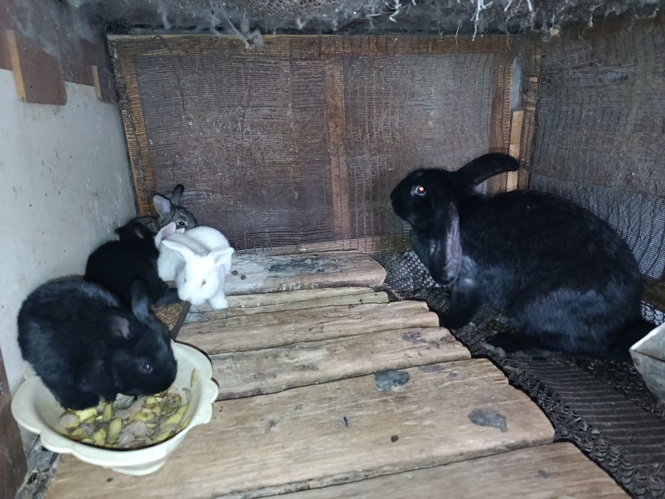 Flander 15 kunlik bolalari quyonlari sotiladi!