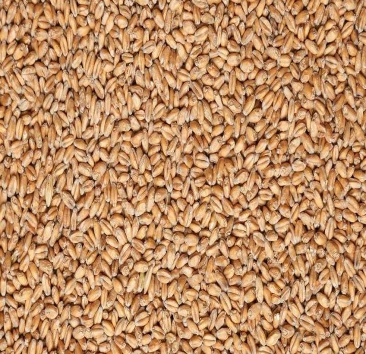 Пшеница, ячмень.