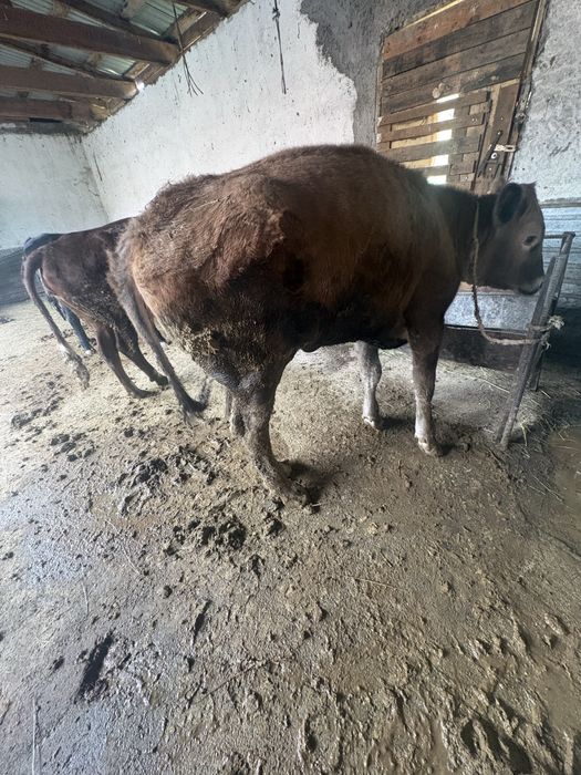 Прадаю потому что срочно нужны деньги