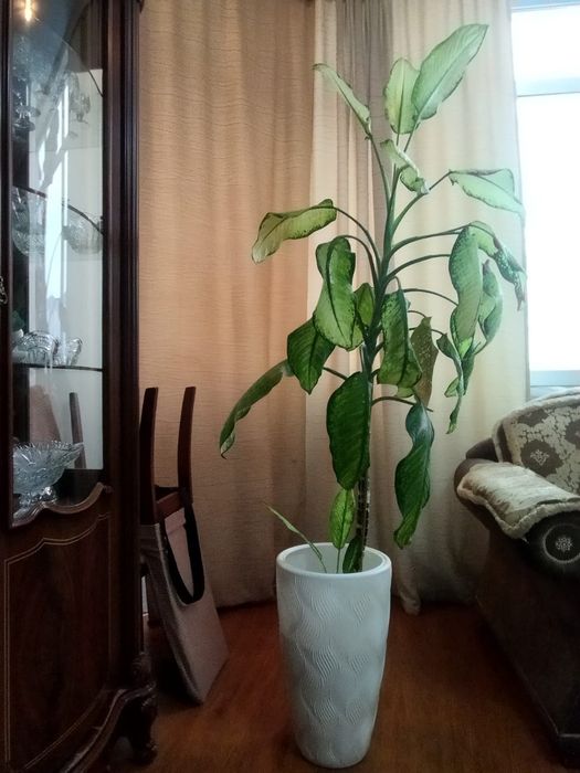 Комнатное растение Диффенбахия