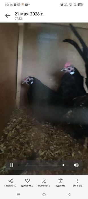 Yaponchalar sotiladi 2 makion 1 xoroz