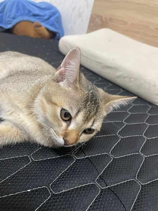 Британский  котёнок домашний
