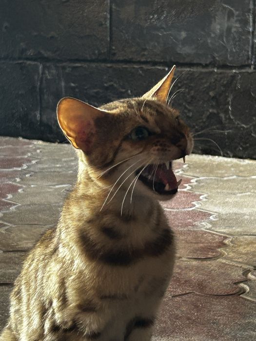 Бенгальская кошка