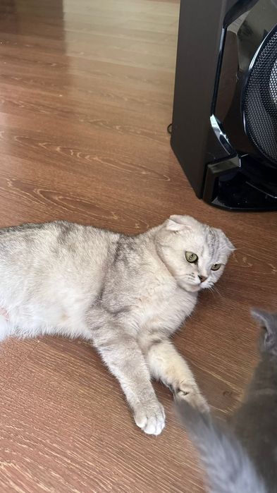 Продаются котята.