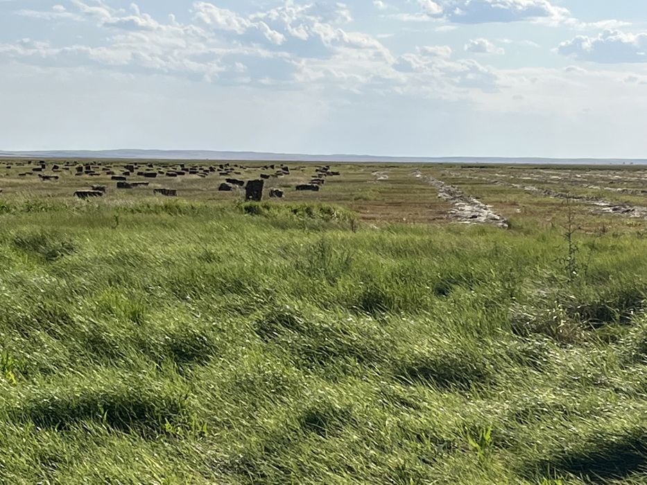 Тюк разнотравый лиман зеленный