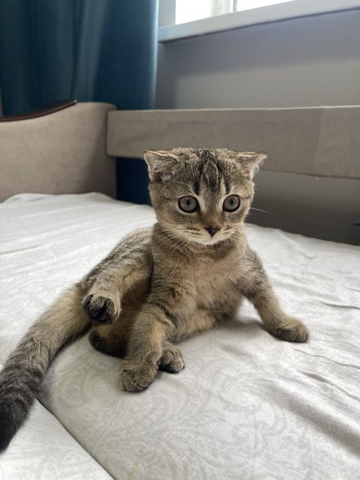 Шотландский вислоухий котик