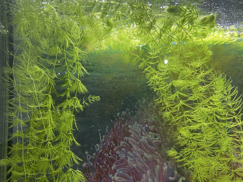 Роголистник || СУВ ЎТИ СОТИЛАДИ!