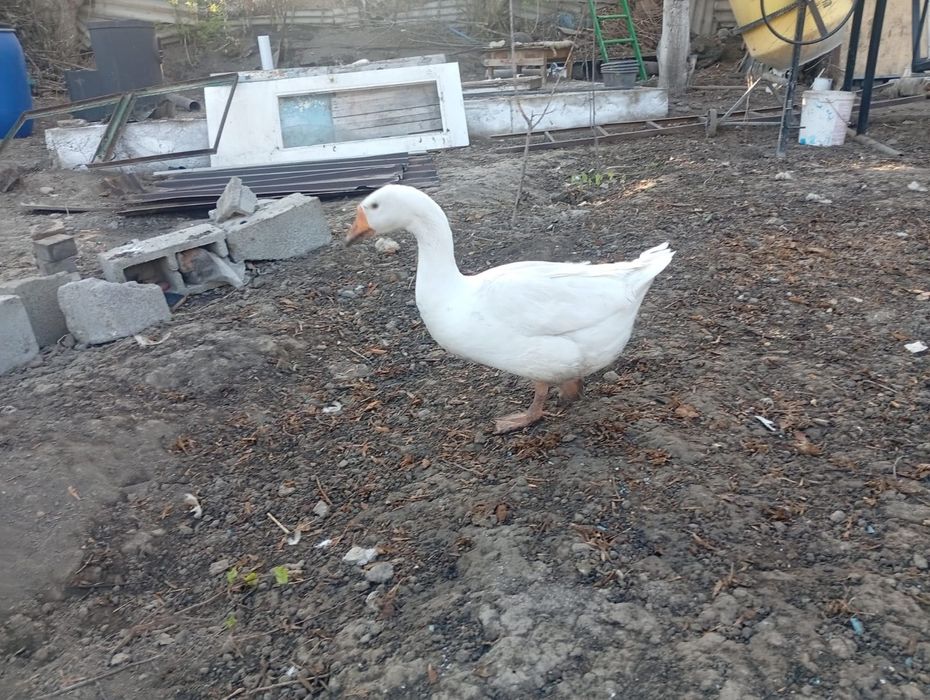 Продам гусей и утки
