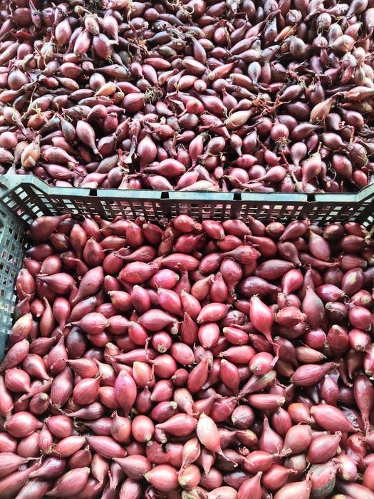 Arpagică roșie și galbenă