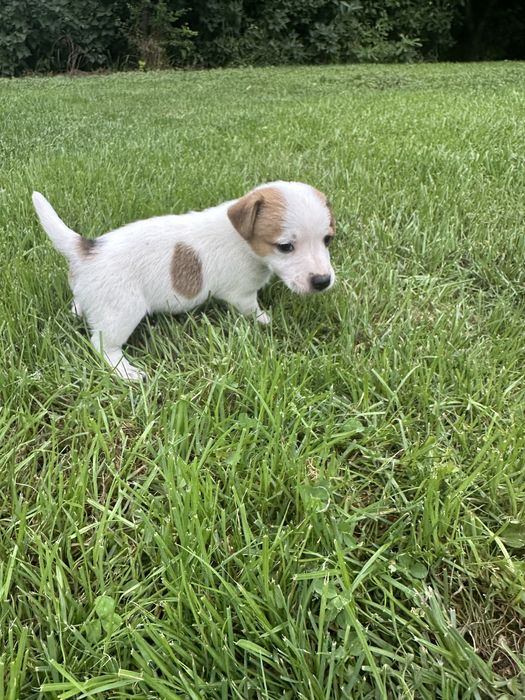 Jack Russell Terrier