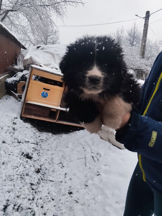 Mascul Ciobanesc corb cu pedigree tip A