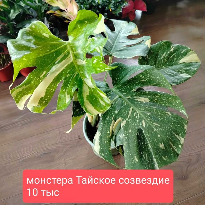 Продам комнатные растения