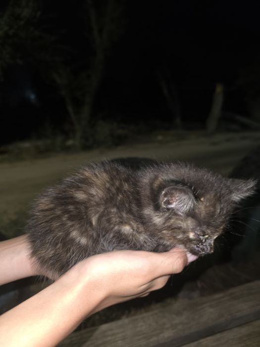 Котята бесплатно
