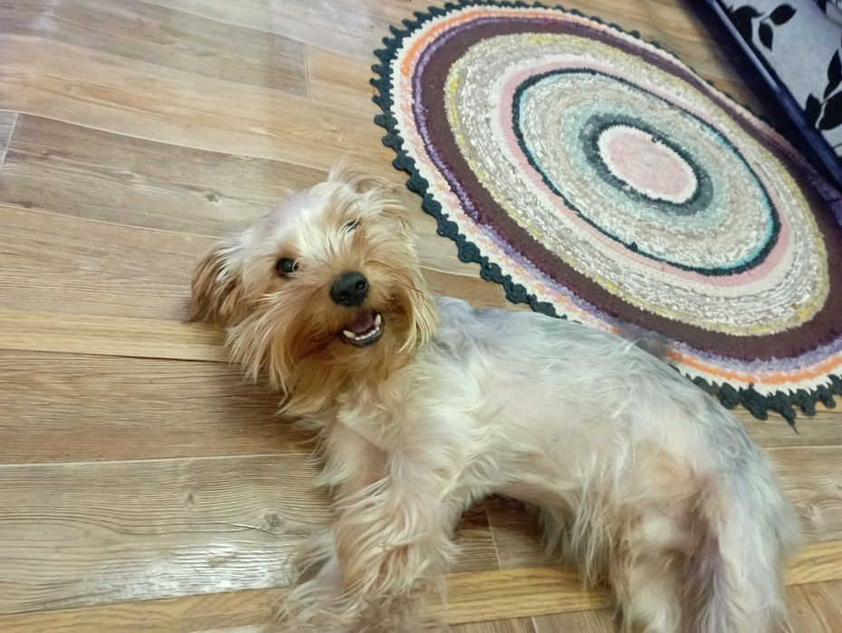 Вязка Йорка развязаный