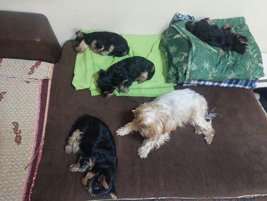 Сладки йоркита,готови да даряват любов. Родени на 30.11.25г.