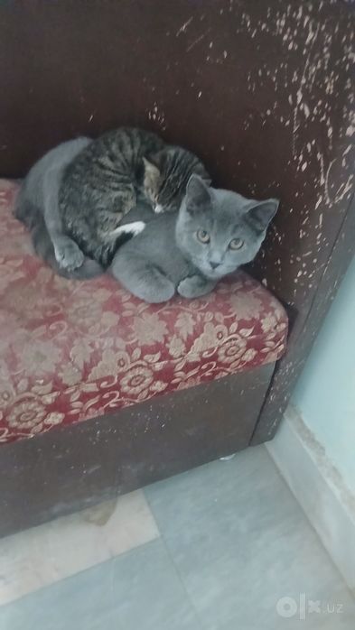 Кошка парода шартрез