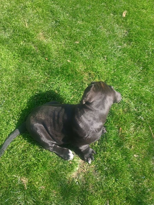 Продавам Кане Корсо