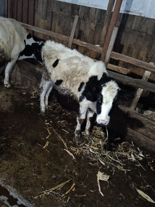 Vitica  si un tauras de vanzare