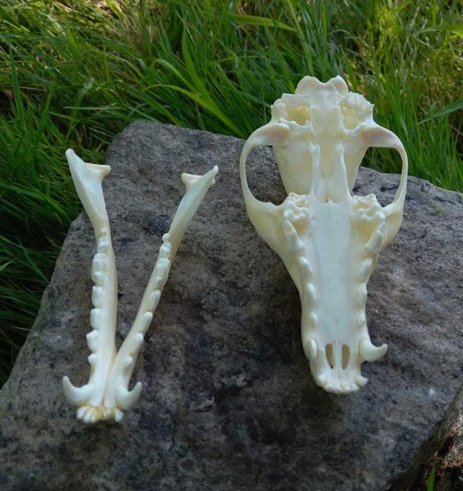 trofeu.trofee.craniu vulpe frumoasa