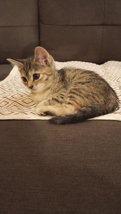 Продам котят-охотников!