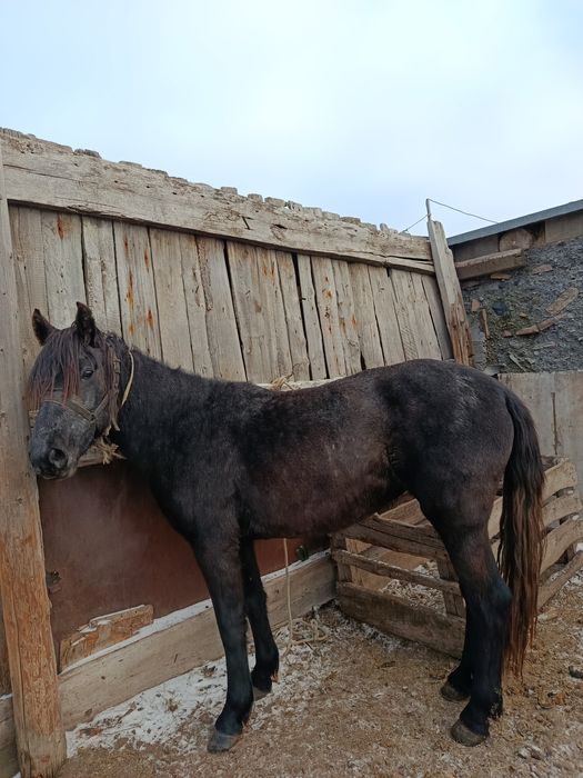 Жылқылар сатылады! Продам лошадей!