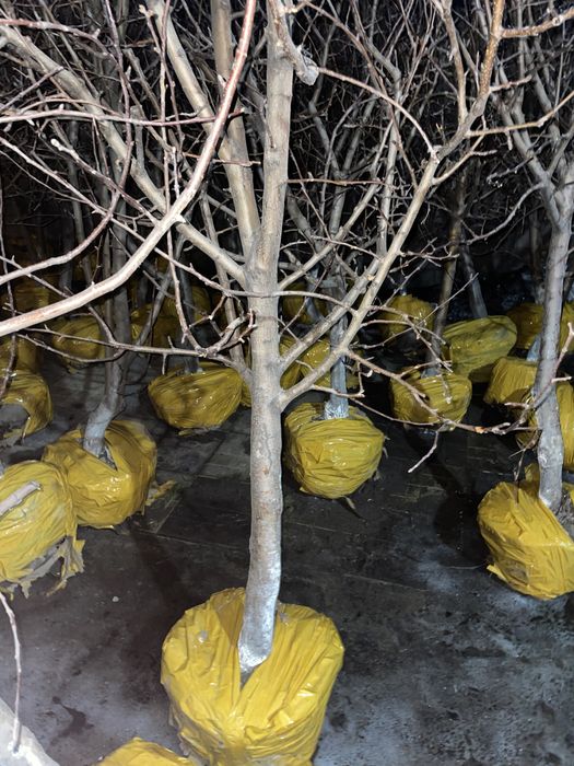 Яблони 5 летки