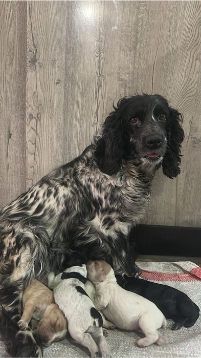 Щенки охотничьего спаниеля
