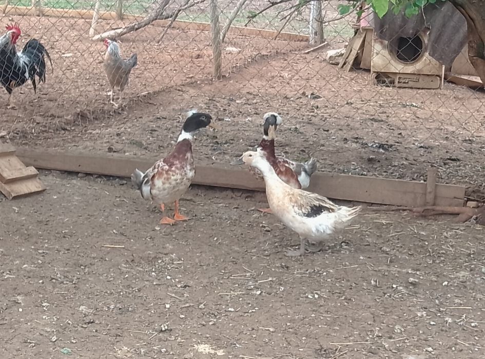 Vînd rate motate și pui de rata