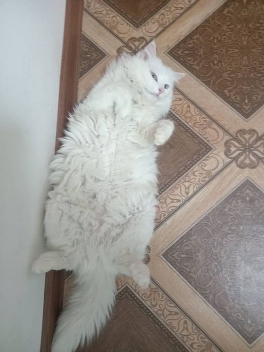 Котята вислоухие