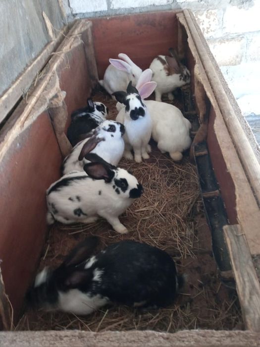 Продам кроликов разных возвростов