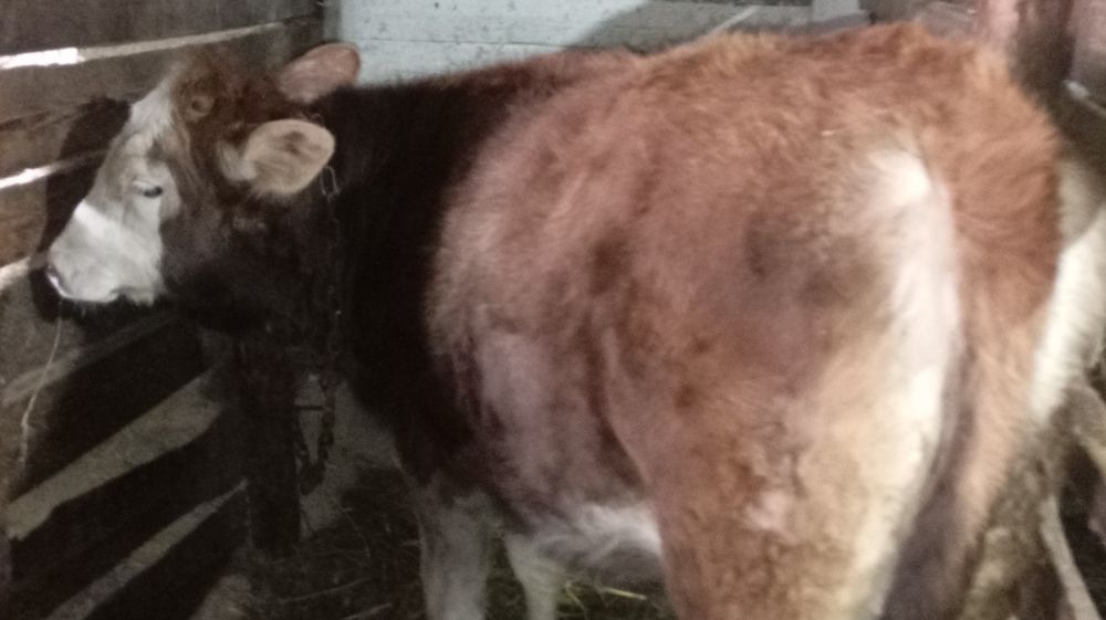 Vând 2 junci bălțate