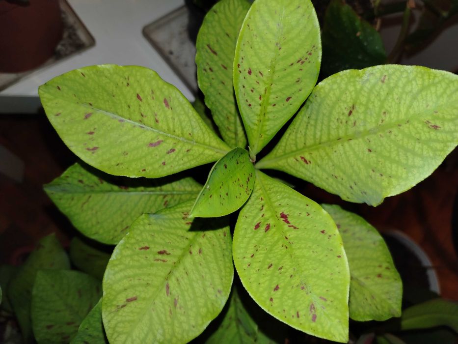 Саксийни цветя различни видове