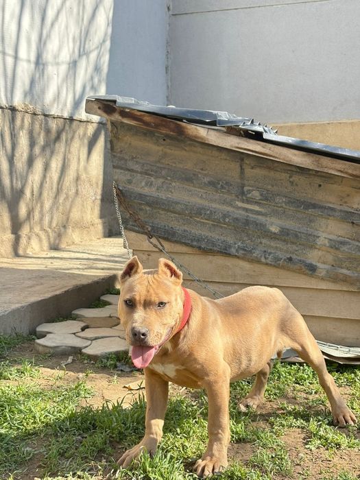 Осы питбуль сатылымда