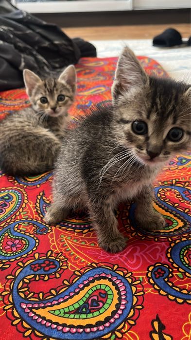 Бесплатно котят(девочки)